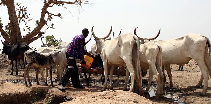 [Article] Where There Is Cattle, Milk and Cheese Flow, But in Ghana, Anger Rages, and Blood Flows