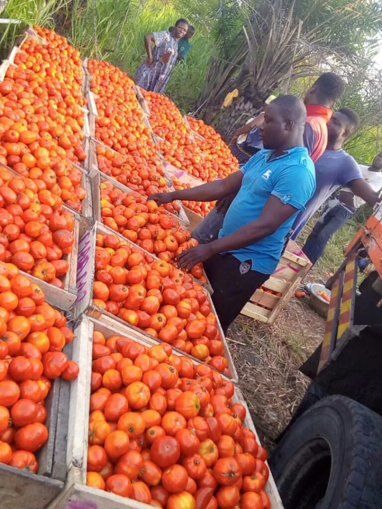 Crate of Tomatoes Selling Cheaply in Agotime-Ziope