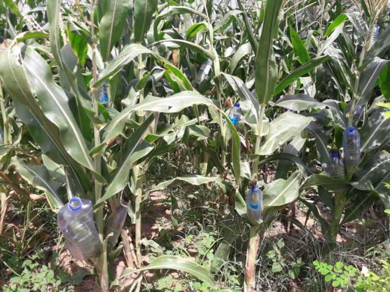 Peasant Farmer Devises Means to Protect Maize Farm from Birds