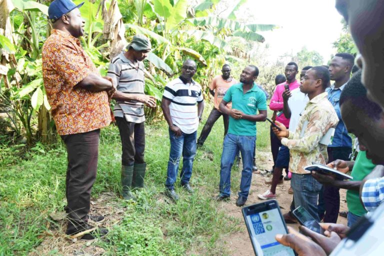 UNDP Launches Mobile App for Tree Registration in Cocoa Landscapes