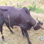 Cattle theft (3)