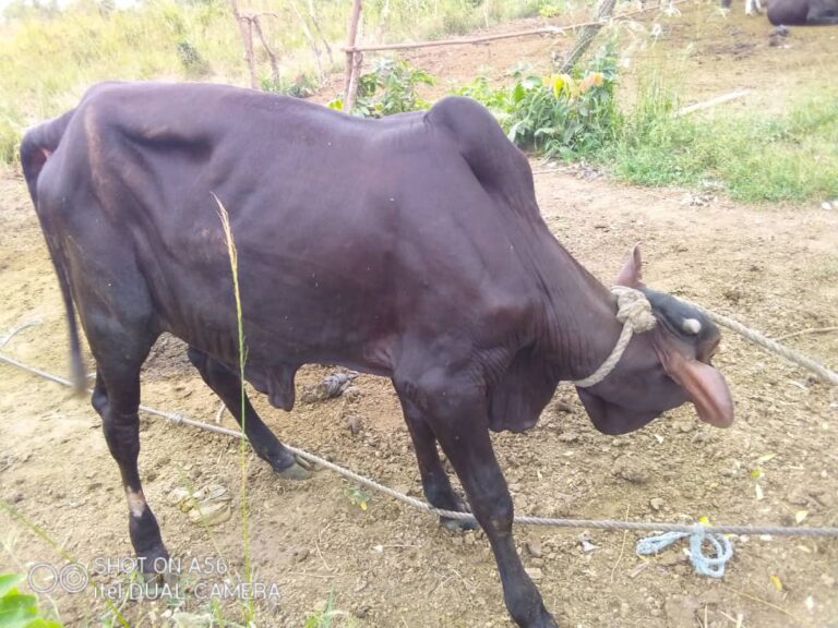 Court Remands 10 Suspects over Cattle Theft